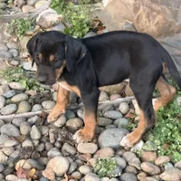 Deuce, a male Rhodesian Ridgeback and Labrador Retriever for sale in Fresno, CA – Photo 5 of 10