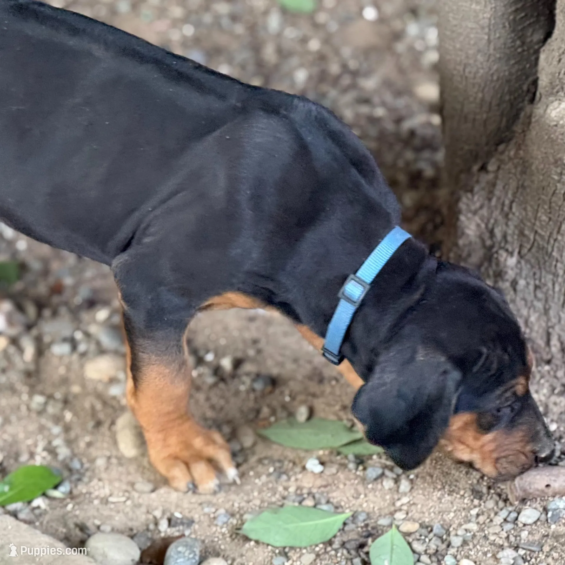 Deuce, a male Rhodesian Ridgeback and Labrador Retriever for sale in Fresno, CA – Photo 3 of 10