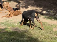 Nino, a male Rhodesian Ridgeback and Labrador Retriever for sale in Fresno, CA – Photo 10 of 10