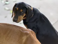 Nino, a male Rhodesian Ridgeback and Labrador Retriever for sale in Fresno, CA – Photo 3 of 10