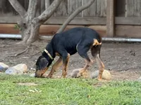 Nino, a male Rhodesian Ridgeback and Labrador Retriever for sale in Fresno, CA – Photo 5 of 10