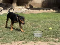 Nino, a male Rhodesian Ridgeback and Labrador Retriever for sale in Fresno, CA – Photo 4 of 10