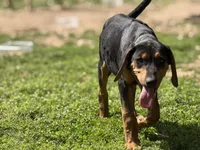 Nino, a male Rhodesian Ridgeback and Labrador Retriever for sale in Fresno, CA – Photo 2 of 10