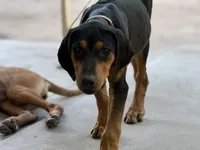 Nino, a male Rhodesian Ridgeback and Labrador Retriever for sale in Fresno, CA – Photo 7 of 10