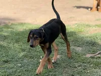 Nino, a male Rhodesian Ridgeback and Labrador Retriever for sale in Fresno, CA – Photo 6 of 10