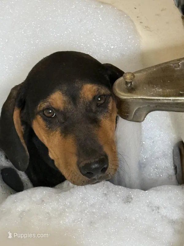 Nino – Rhodesian Ridgeback, Labrador Retriever puppy for sale in Fresno, CA