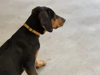 Nino, a male Rhodesian Ridgeback and Labrador Retriever for sale in Fresno, CA – Photo 8 of 10