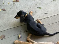 Nino, a male Rhodesian Ridgeback and Labrador Retriever for sale in Fresno, CA – Photo 9 of 10