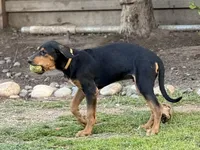 Nino, a male Rhodesian Ridgeback and Labrador Retriever for sale in Fresno, CA – Photo 1 of 10