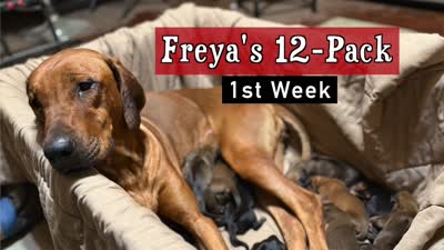 Upcoming Litter, a  Rhodesian Ridgeback and Labrador Retriever for sale in Fresno, CA – 2 of 8