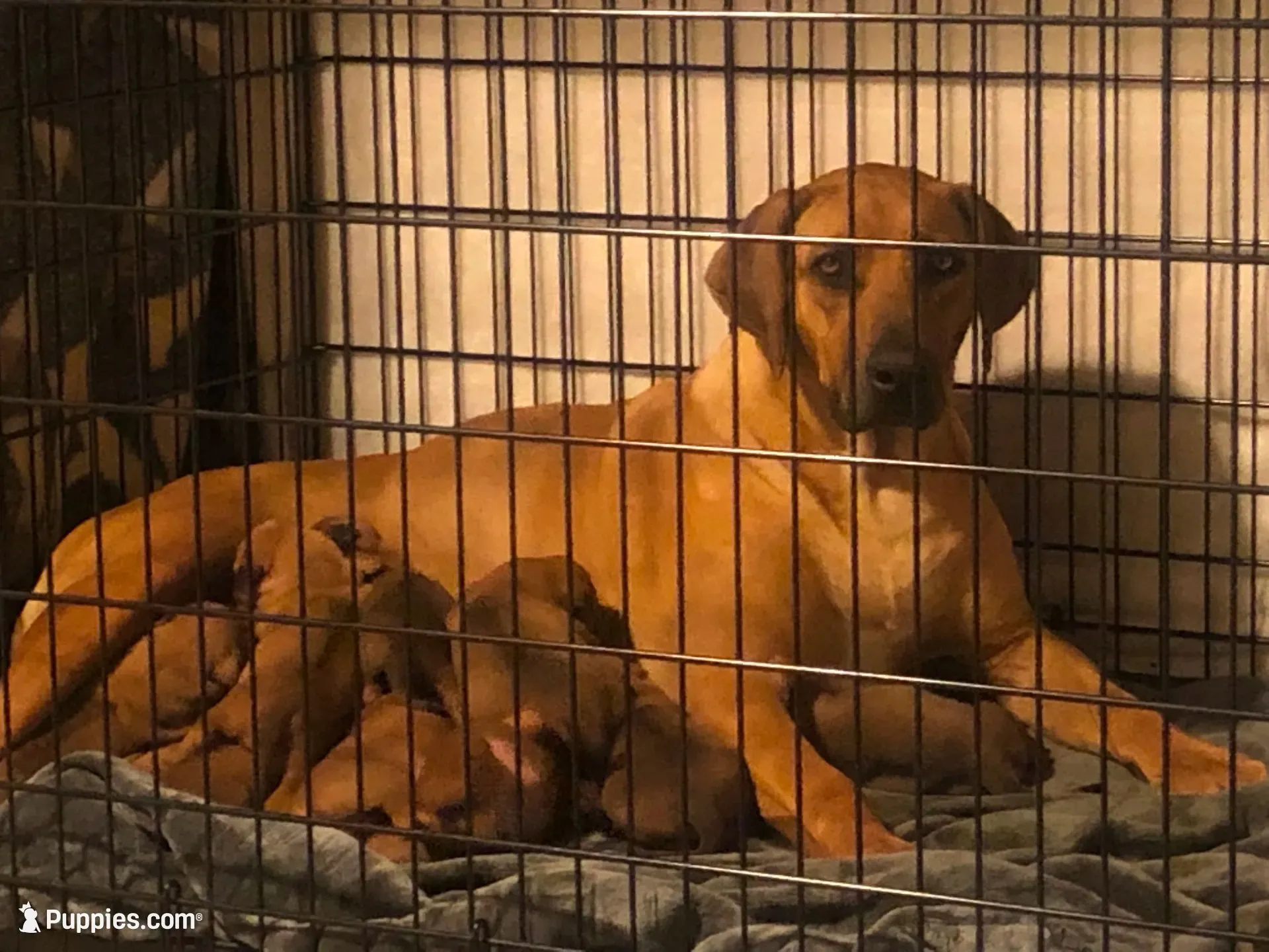 Wyatt, a male Rhodesian Ridgeback and Labrador Retriever for sale in Fresno, CA – 7 of 8