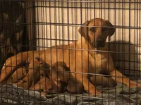 Upcoming Litter, a  Rhodesian Ridgeback and Labrador Retriever for sale in Fresno, CA – 4 of 8