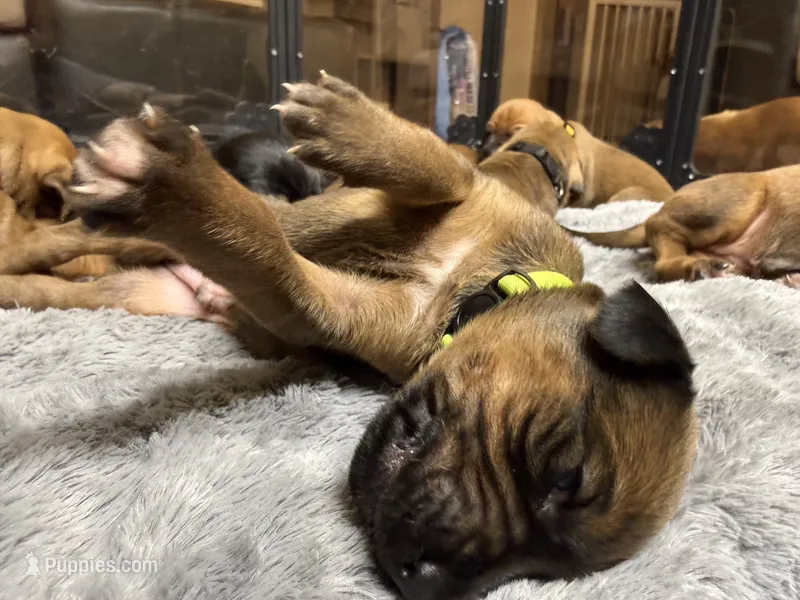 Bronson – Rhodesian Ridgeback, Labrador Retriever puppy for sale in Fresno, CA