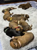 Teela, a female Rhodesian Ridgeback and Labrador Retriever for sale in Fresno, CA – 3 of 10