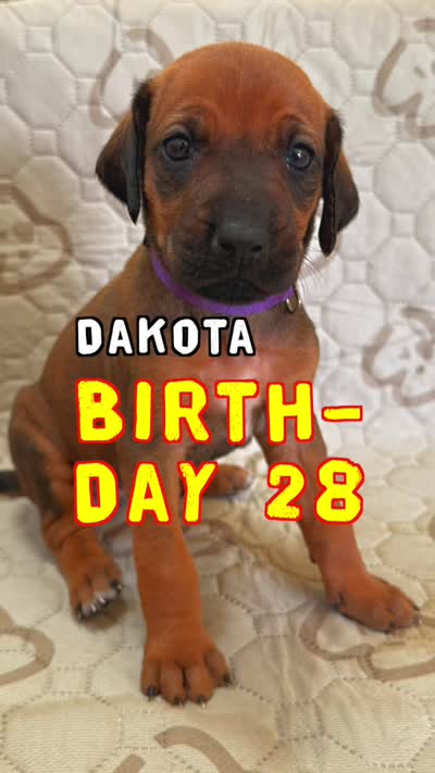 Dakota, a female Rhodesian Ridgeback and Labrador Retriever for sale in Fresno, CA – 2 of 10