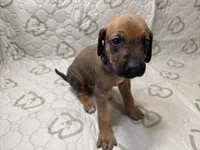 Dakota, a female Rhodesian Ridgeback and Labrador Retriever for sale in Fresno, CA – 3 of 10