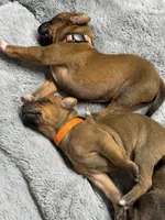 Xena, a female Rhodesian Ridgeback and Labrador Retriever for sale in Fresno, CA – 5 of 10
