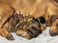 Teela, a female Rhodesian Ridgeback and Labrador Retriever for sale in Fresno, CA – 8 of 10