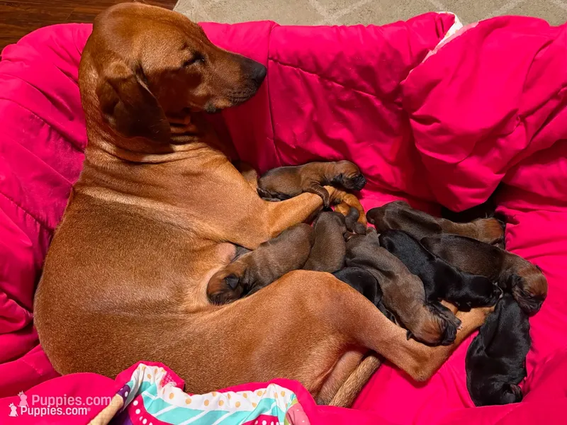 Upcoming Litter – Rhodesian Ridgeback, Labrador Retriever puppy for sale in Fresno, CA