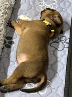 Teela, a female Rhodesian Ridgeback and Labrador Retriever for sale in Fresno, CA – 4 of 10