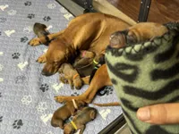 Bison, a male Rhodesian Ridgeback and Labrador Retriever for sale in Fresno, CA – 2 of 10