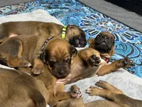 Bronson, a male Rhodesian Ridgeback and Labrador Retriever for sale in Fresno, CA – 5 of 10