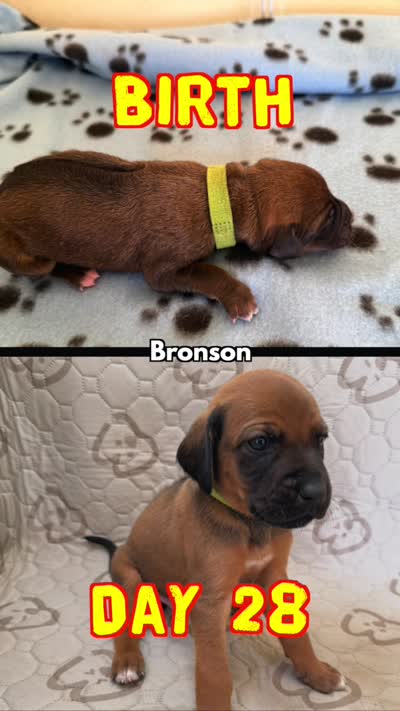 Bronson, a male Rhodesian Ridgeback and Labrador Retriever for sale in Fresno, CA – 2 of 10