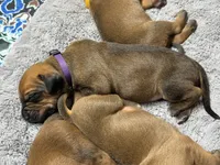 Dakota, a female Rhodesian Ridgeback and Labrador Retriever for sale in Fresno, CA – 7 of 10