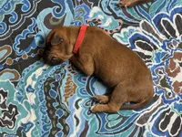 Gadget, a female Rhodesian Ridgeback and Labrador Retriever for sale in Fresno, CA – 6 of 10
