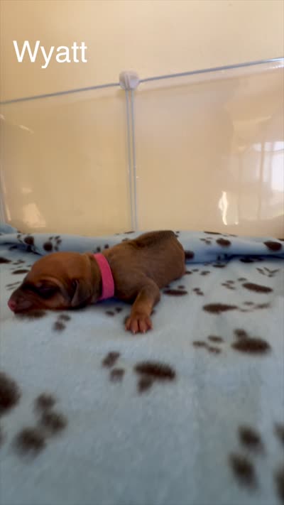 Wyatt, a male Rhodesian Ridgeback and Labrador Retriever for sale in Fresno, CA – 2 of 8