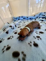 Bison, a male Rhodesian Ridgeback and Labrador Retriever for sale in Fresno, CA – 3 of 10