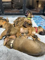 Bronson, a male Rhodesian Ridgeback and Labrador Retriever for sale in Fresno, CA – 7 of 10