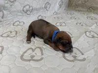 Nova, a female Rhodesian Ridgeback and Labrador Retriever for sale in Fresno, CA – 7 of 10