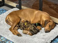 Ripley, a female Rhodesian Ridgeback and Labrador Retriever for sale in Fresno, CA – 3 of 7