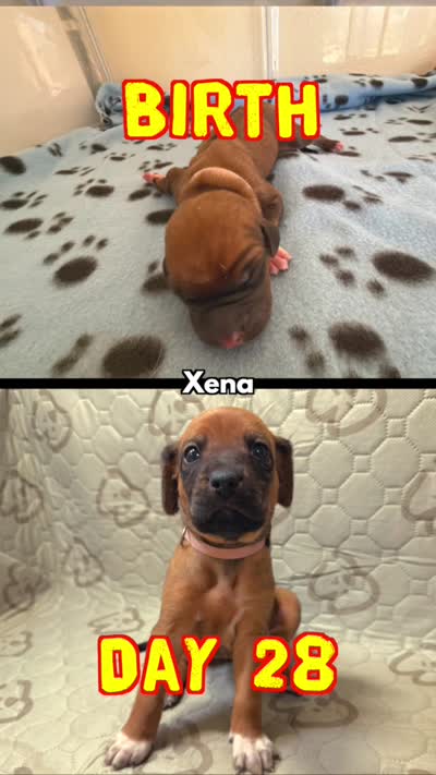 Xena, a female Rhodesian Ridgeback and Labrador Retriever for sale in Fresno, CA – 2 of 10