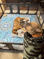 Ripley, a female Rhodesian Ridgeback and Labrador Retriever for sale in Fresno, CA – 2 of 7