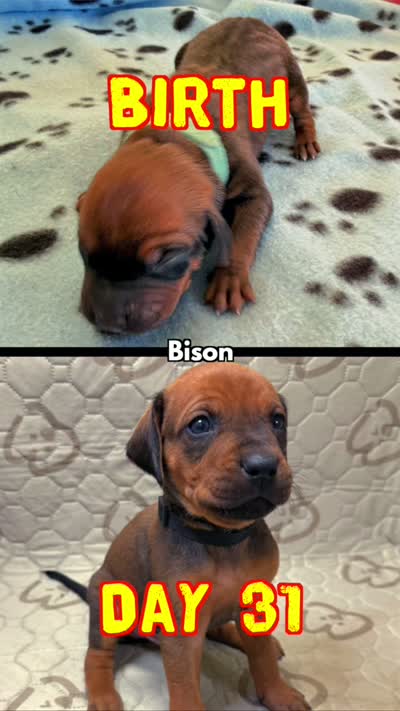 Bison, a male Rhodesian Ridgeback and Labrador Retriever for sale in Fresno, CA – 2 of 10