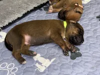 Bronson, a male Rhodesian Ridgeback and Labrador Retriever for sale in Fresno, CA – 4 of 10