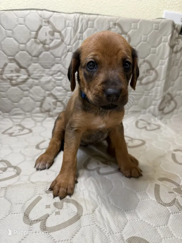 Nova – Rhodesian Ridgeback, Labrador Retriever puppy for sale in Fresno, CA