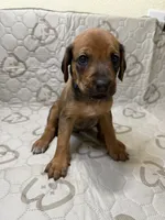 Nova, a female Rhodesian Ridgeback and Labrador Retriever for sale in Fresno, CA – 1 of 10