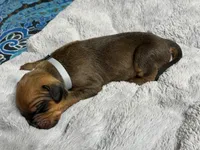 Bison, a male Rhodesian Ridgeback and Labrador Retriever for sale in Fresno, CA – 5 of 10