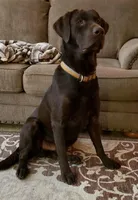Fivel, a female Rhodesian Ridgeback and Labrador Retriever for sale in Fresno, CA – Photo 9 of 10