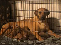 Fivel, a female Rhodesian Ridgeback and Labrador Retriever for sale in Fresno, CA – Photo 10 of 10