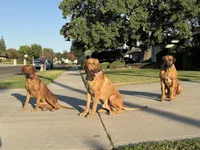 Fivel, a female Rhodesian Ridgeback and Labrador Retriever for sale in Fresno, CA – Photo 8 of 10
