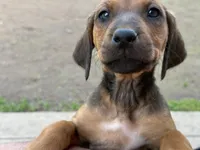 Fivel, a female Rhodesian Ridgeback and Labrador Retriever for sale in Fresno, CA – Photo 4 of 10