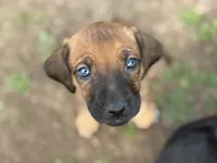 Fivel, a female Rhodesian Ridgeback and Labrador Retriever for sale in Fresno, CA – Photo 1 of 10