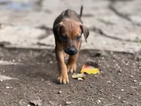 Fivel, a female Rhodesian Ridgeback and Labrador Retriever for sale in Fresno, CA – Photo 6 of 10