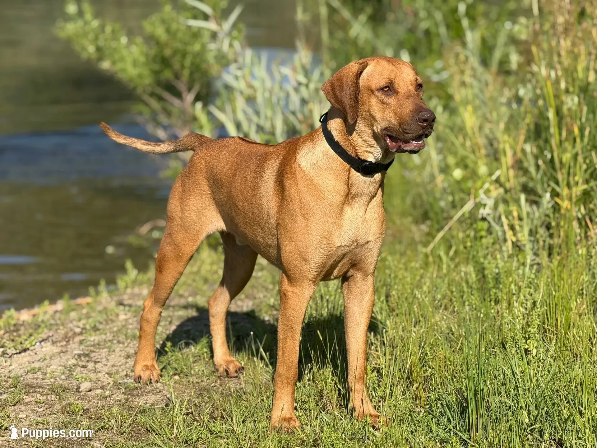 Wyatt, a male Rhodesian Ridgeback and Labrador Retriever for sale in Fresno, CA – 5 of 8