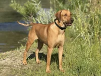 Upcoming Litter, a  Rhodesian Ridgeback and Labrador Retriever for sale in Fresno, CA – 6 of 8