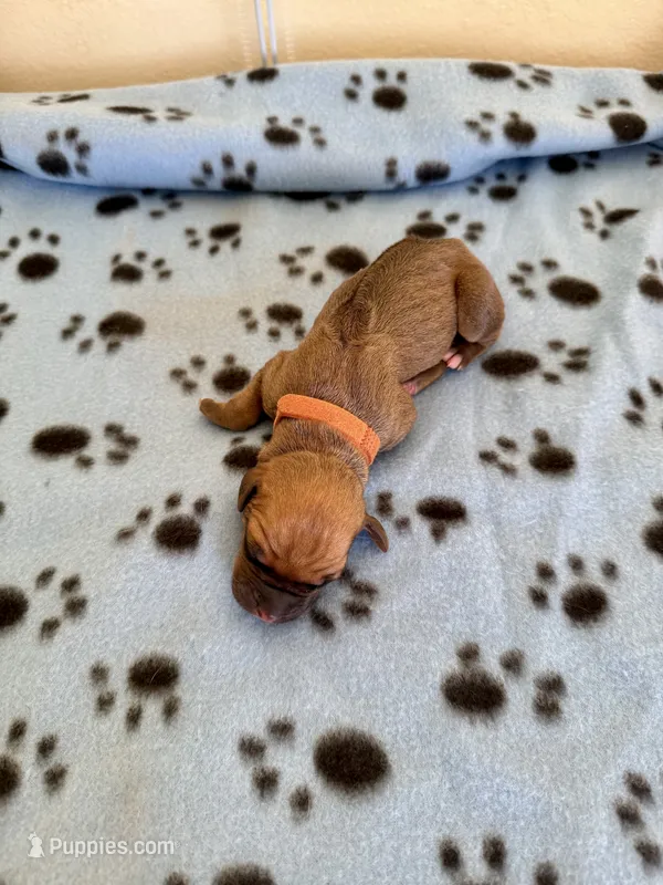 Ripley – Rhodesian Ridgeback, Labrador Retriever puppy for sale in Fresno, CA